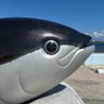まこっちゃん profil fotoğrafı