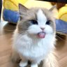 บฟ profil fotoğrafı