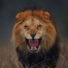 Tusiime Trevor's profile picture