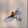 Alban Gouttier's profile picture