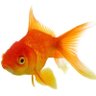 Kırmızı Balık profil fotoğrafı