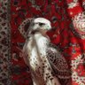 Abdulaziz profil fotoğrafı