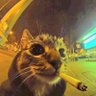 มิกาโตะ🐈⬛'s profile picture