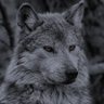 Profilbild von Lobinho