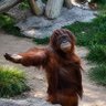 Ziya's profile picture
