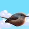 NationalBluebird196 的头像