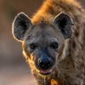 derangedhyena🐾⬆️ 的头像