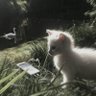 Kaii ๐ฆ's profile picture