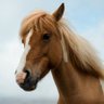 Horse | 🏳️⚧️ profil fotoğrafı