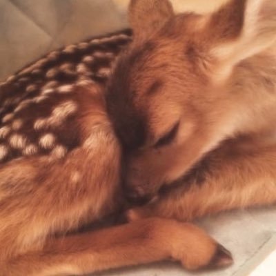 indie's profile picture