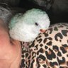Brenda Birdmom's profile picture