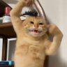 乒、、、 的头像