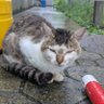 野良 的头像