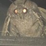 Profilbild von Moth