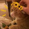 Фото профиля سَن☀️