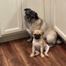 6PugDAWGS 的头像