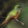 colifloralto profil fotoğrafı