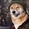 shibs's profile picture