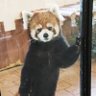 Profilbild von やすほ