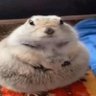 Profilbild von egor2k