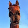 horny horse profil fotoğrafı