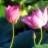 Фото профиля nera panetta