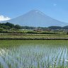 親日家には優しい 的头像