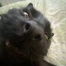 rrrrorrroooo's profile picture