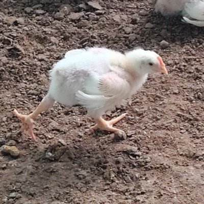CHICK 🐥's profile picture
