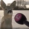 Ohce 🦌 profil fotoğrafı