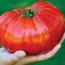 Profilbild von Tomat Tomat merah