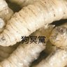 Schmidt Liu 的头像