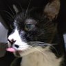 フラ次郎（KAIKO） profil fotoğrafı