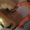 Фото профиля Alexandra🐾❤️
