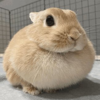 UNCQUILLBOY (logged out, peace arc)'s profile picture