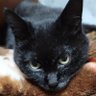 🐈⬛❄御剣 美香«ミツルギミカ»🎇🐱 的头像