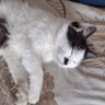 Kit_Sirko's profile picture
