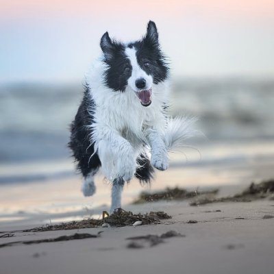 PawsomeAF's profile picture