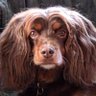 Profilbild von Sylvia - Of the forest