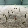 かいね 的头像