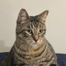 z profil fotoğrafı