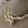 ShrineDragon🐍🐉 profil fotoğrafı