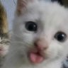 Profilbild von Ellaiueo.