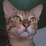 eunoia(closed)'s profile picture