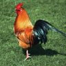 Profilbild von Chicken
