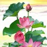 Kim Thanh 的头像
