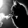 Turki Almoqdad's profile picture