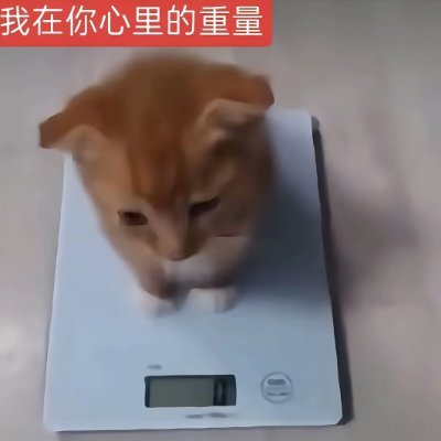 smallshutiao's profile picture