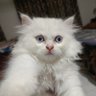 Фото профиля Bilal