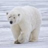 الدب القطبي🐻‍❄️'s profile picture